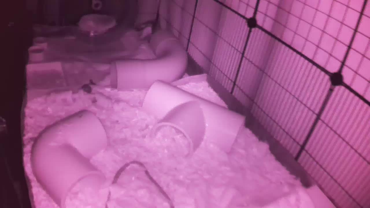 Hedgehog 20251031230408