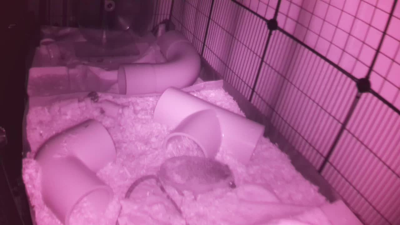 Hedgehog 20251102025516