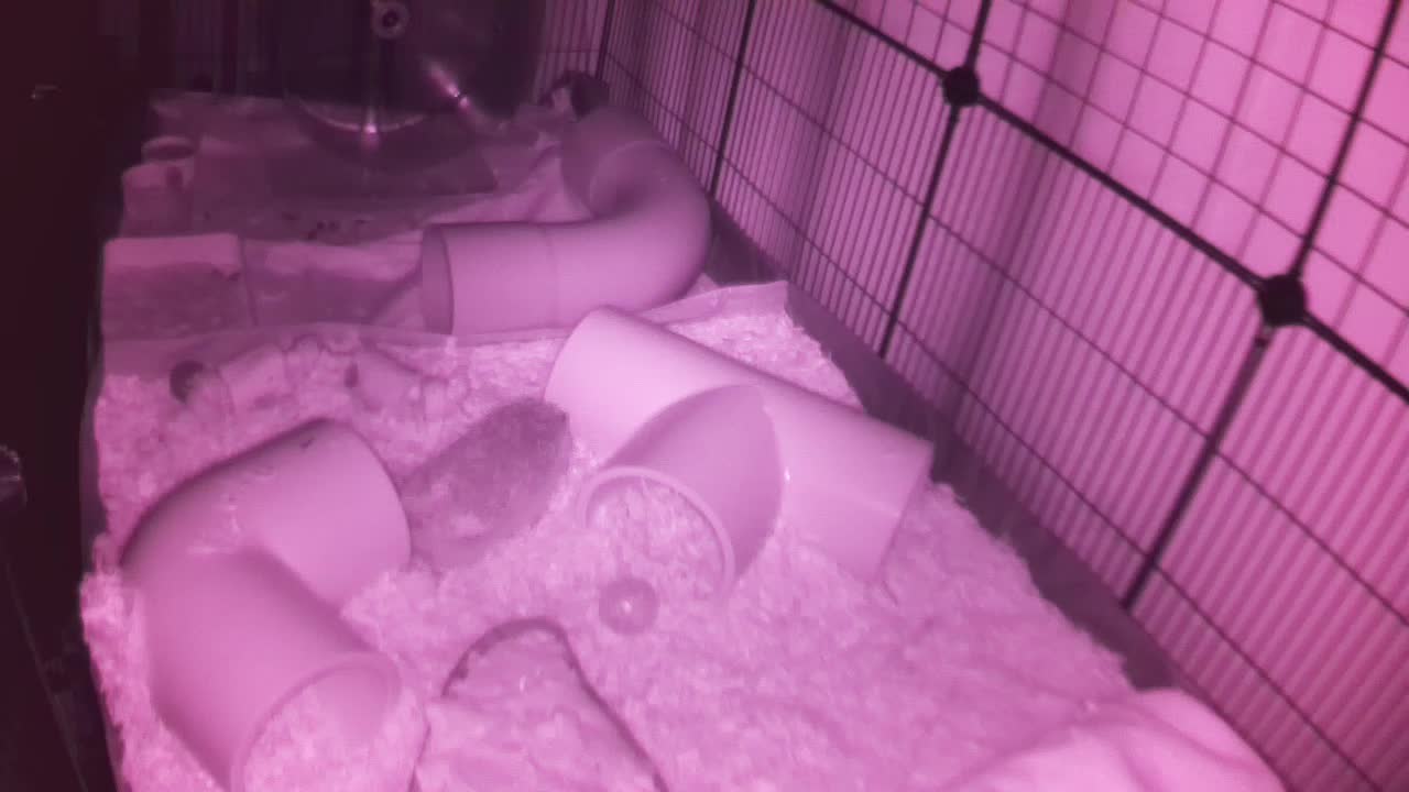 Hedgehog 20251103040909