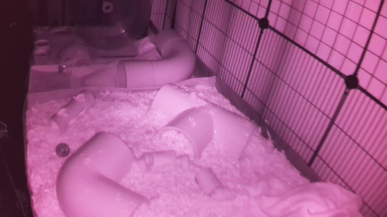 Hedgehog 20251103222845