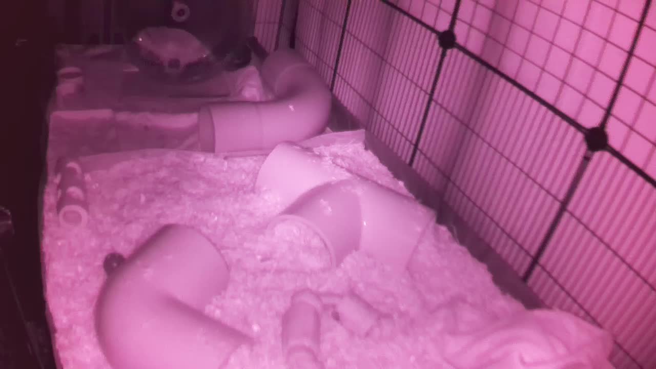 Hedgehog 20251104043812