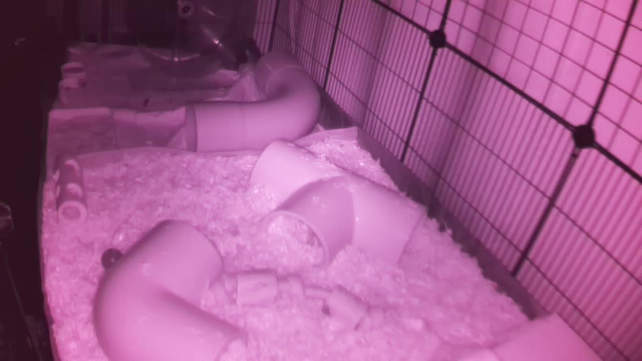 Hedgehog 20251105003246