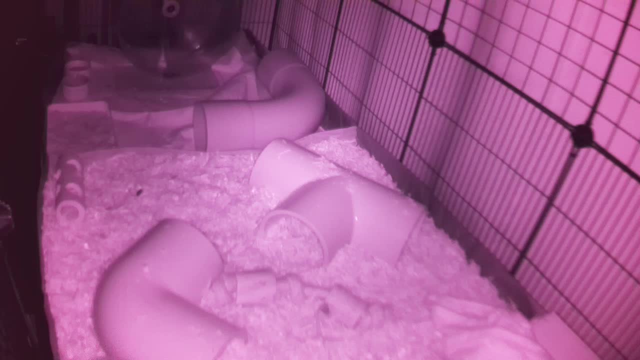 Hedgehog 20251106035129