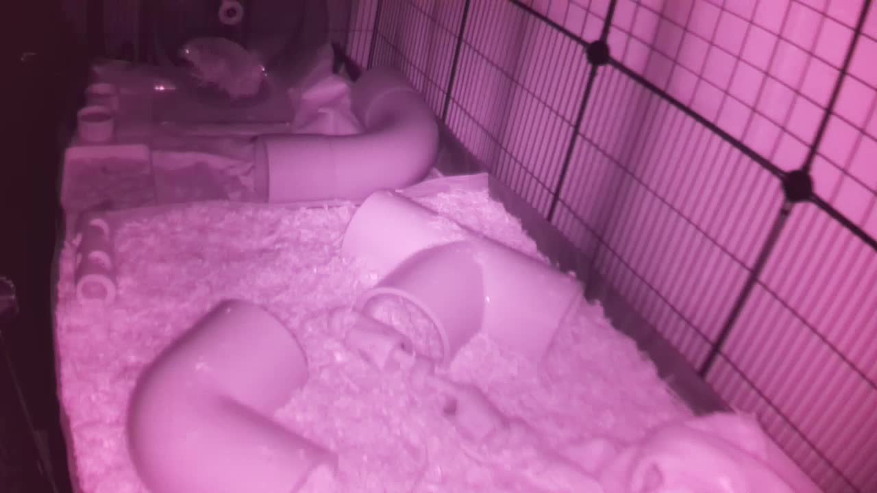 Hedgehog 20251106233329