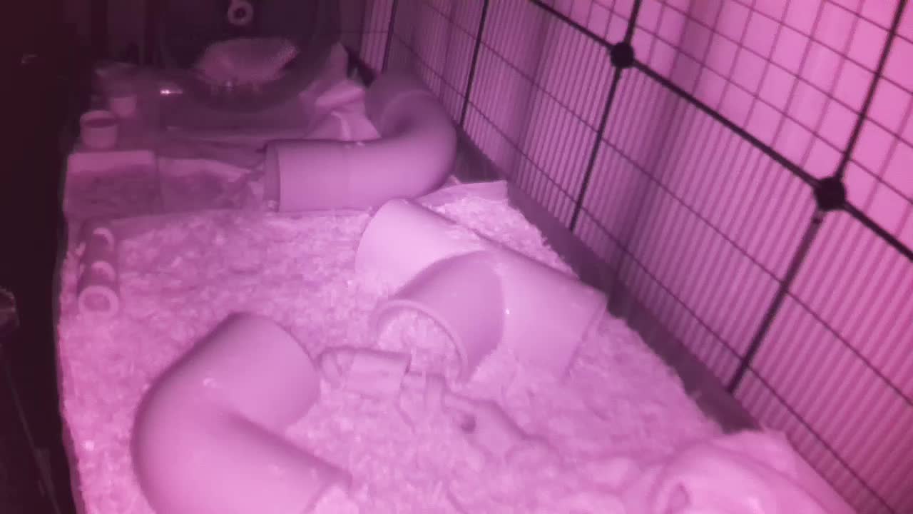 Hedgehog 20251107025644