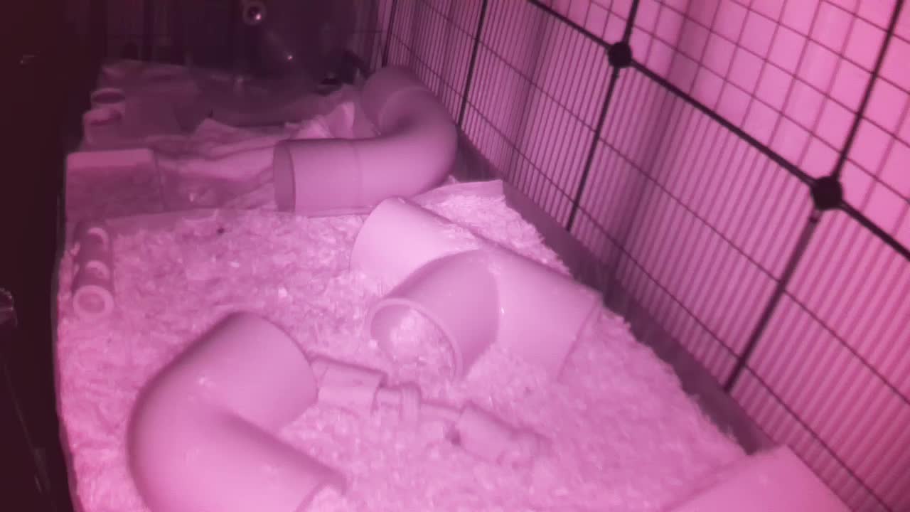 Hedgehog 20251108010114