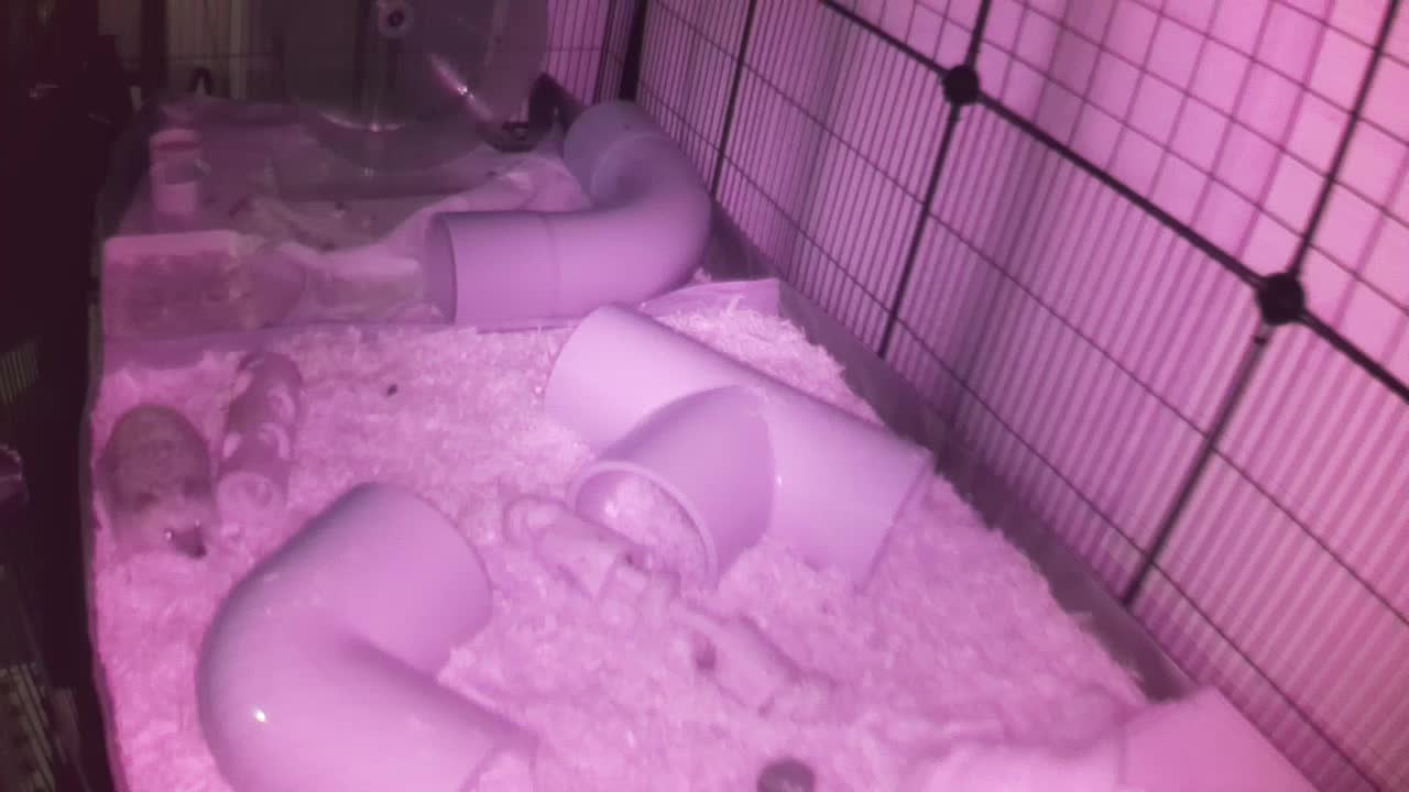 Hedgehog 20251109060711