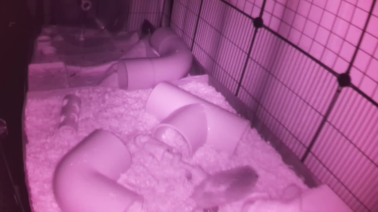 Hedgehog 20251110050037