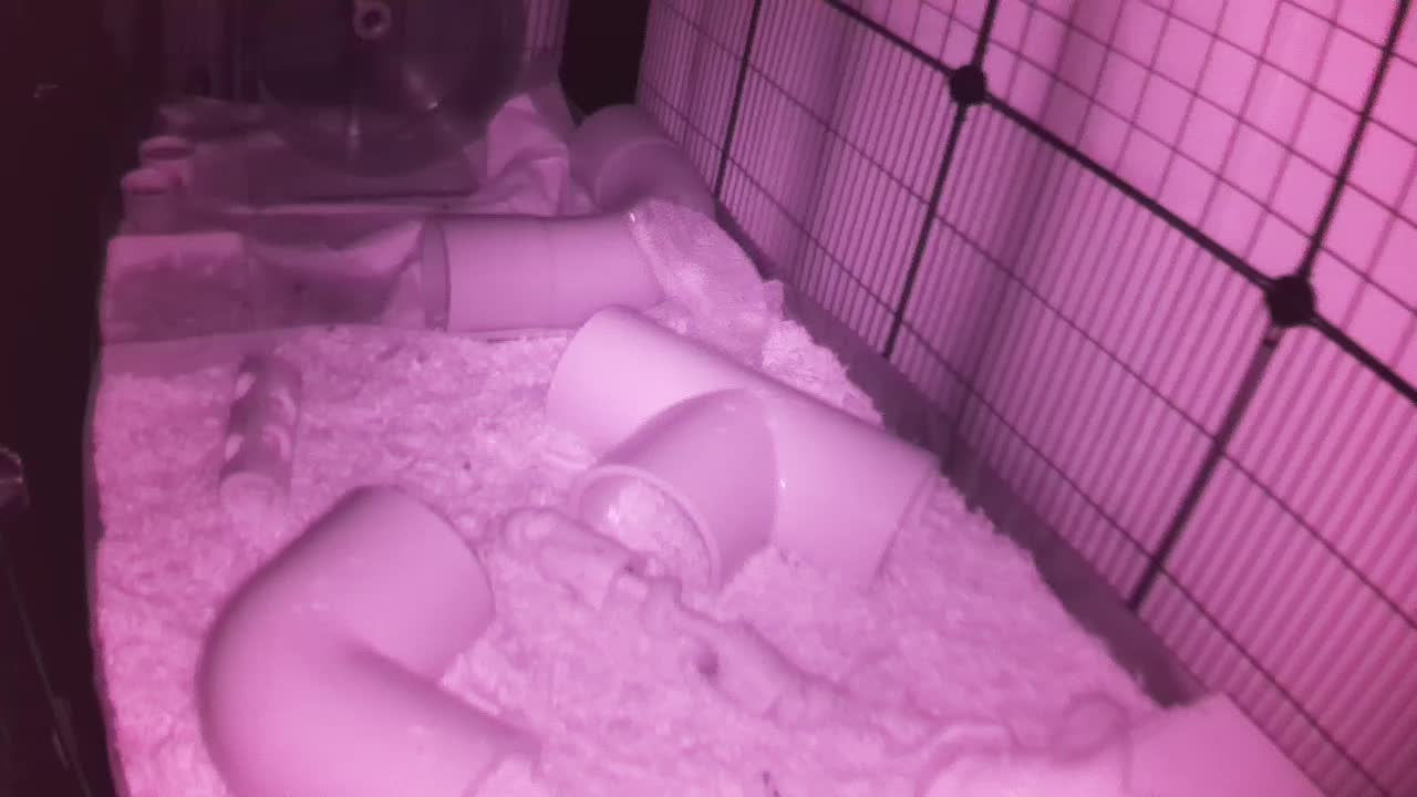 Hedgehog 20251110225835