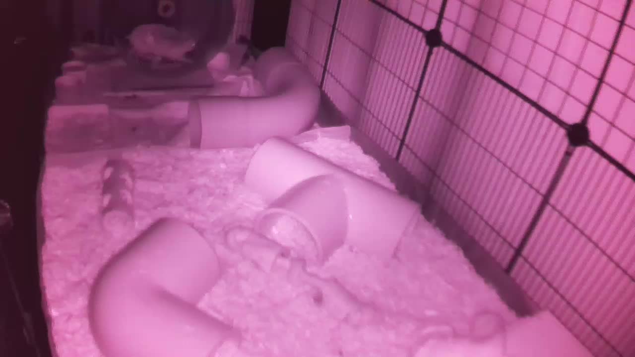 Hedgehog 20251111022714